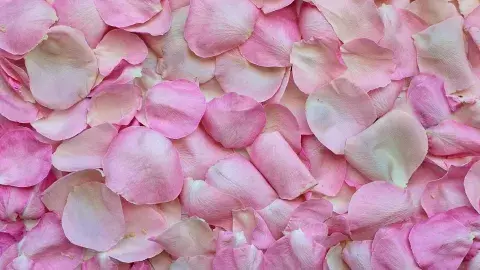 Historia del día de San Valentín: ¿por qué se celebra?