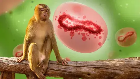 Viruela del mono o mpox: por qué es emergencia mundial en 2024