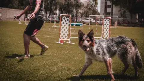 Ramiro y María: los nuevos encantadores de perros (videonota)