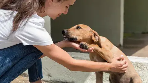 Recaudan fondos para apoyar a perros callejeros: PrepaTec en Sonora