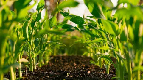 Cosecha verde: estudiantes Tec generan energía con recursos renovables