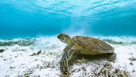 ¡Van a Hong Kong! Con proyecto de protección de tortugas