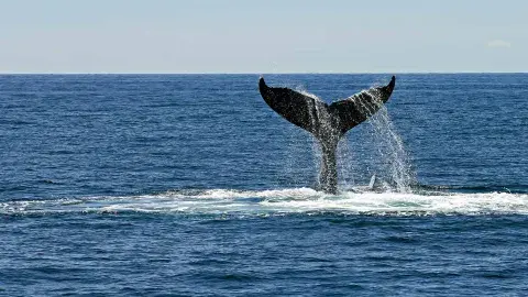 Salvan ballenas con programación: Conoce el proyecto social de Tec CCM