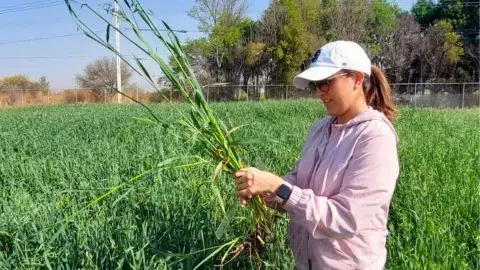 Estudiantes Tec Qro realizan investigación de cultivo con drones 