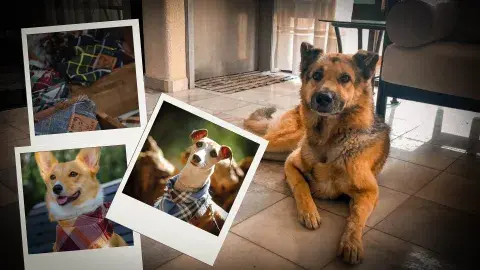 Amor a Kazán: estudiante Tec conmemora a su perro con emprendimiento