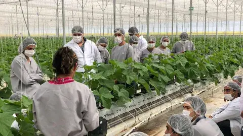 4 proyectos de invernaderos que están impactando en el Tec Qro