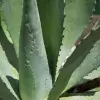 Agave