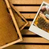 Proyecto abejas.