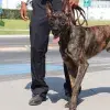 Jack apoya al equipo de seguridad de campus Puebla