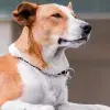 Milaneso, el mejor amigo de campus Cuernavaca