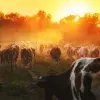 Limu es una alternativa en la alimentación para vacas