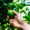 El precio del limón se disparó en México debido a diversas causas como la inflación y la temporalidad.