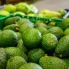 Profesora del Tec explica el bloqueo del aguacate mexicano por Estados Unidos.