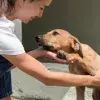 Voluntaria atendiendo a un perro