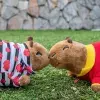 Capibaras de peluche