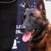 Sack perro guardián de la PrepaTec Querétaro