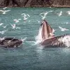 El proyecto Blue Bond está inspirado en la forma de cazar de las ballenas.