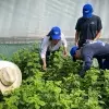 Estudiantes del Tec campus Santa Fe apoyan 5 causas sociales en verano de servicio social