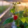 Estudiantes del Tec Guadalajara predicen con IA uso agropecuario de agua.