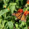 Mariposas monarca, Tec de Monterrey.