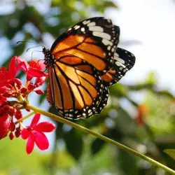 Mariposa Monarca