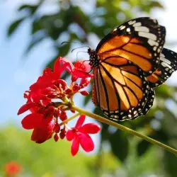 Alumnos del Tec crean app para preservar a la mariposa monarca 