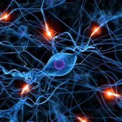 Neurociencia en los Negocios