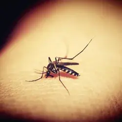 mosquito