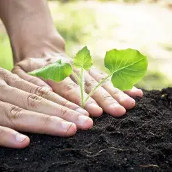 Siembra tu planta "Sep!a"