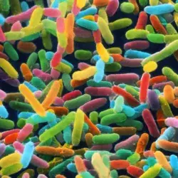 Microbioma intestinal