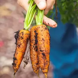 Egresado de Producción Musical emprende para el campo