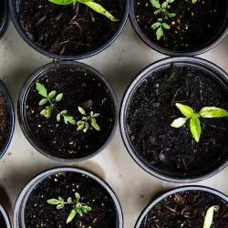 plantas de Invernadero