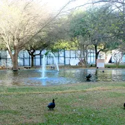 Patos
