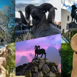 Diferentes Borregos alrededor de México