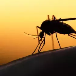 Expertos del Tec indagan mosquitos en el aeropuerto de Guadalajara