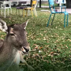 Fauna da vida al Campus Monterrey y esperará tu regreso