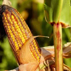 Biotecnóloga del Tec Guadalajara analiza para Semadet el desperdicio de alimento