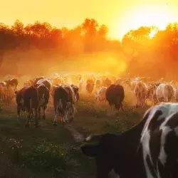 Limu es una alternativa en la alimentación para vacas