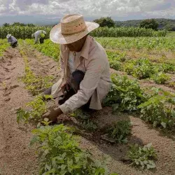 Hombre trabajando en agricultura