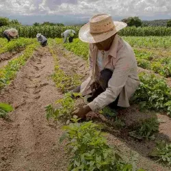 Hombre trabajando en agricultura