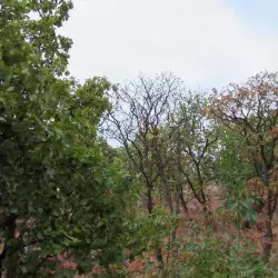 C+Lab del Tec realizó el diálogo sobre Bosque La Primavera.