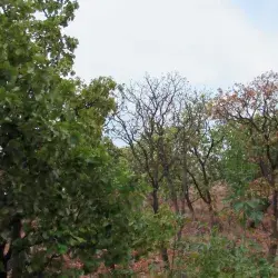 C+Lab del Tec realizó el diálogo sobre Bosque La Primavera.