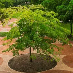 ¡Árboles y sostenibilidad! El Tec además de azul también es verde