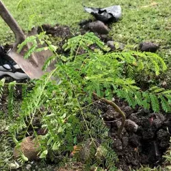 Los alumnos del Tec plantaron varios árboles por todo el campus.