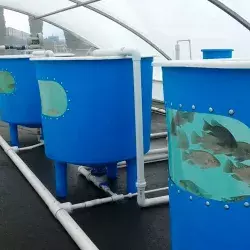 Tanques de peces del proyecto UMD-TEC Aquaponic Systems