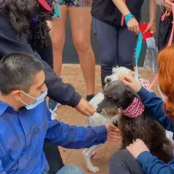 ¡Huella canina! Alumnos ayudan a perros en situación de calle