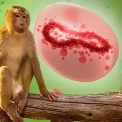 Viruela del mono o mpox: por qué es emergencia mundial en 2024