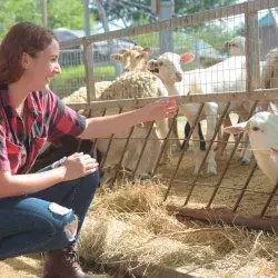 Alumna Tec alimenta a borrego en la Ruta de la Leche del Verano en Ciudad Obregón