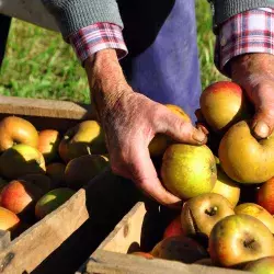 SAVEFRUIT desarrolla tecnologías post-cosecha para alargar la maduración de los 