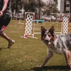 Ramiro y María: los nuevos encantadores de perros (videonota)